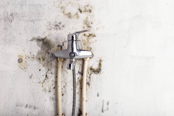 Best Emergency Mold Removal  in Roseburg Nth, OR