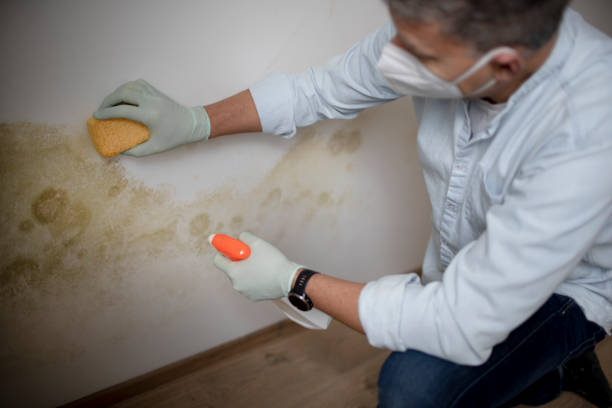 Best Attic Mold Removal  in Roseburg Nth, OR