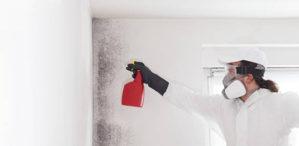 Best Mold Removal and Inspection  in Roseburg Nth, OR