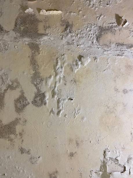 Best Mold Removal Company Near Me  in Roseburg Nth, OR